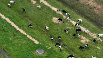 A paddock full of dairy cows and newborn calves - Mother cows graze alongside newborn calves on a Tasmanian dairy farm - Captured at TAS.
