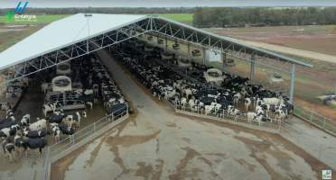 Intensive dairy shed - The Clymo's (