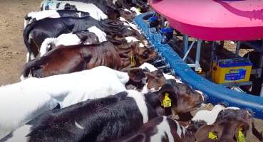 Calves drinking formula on intensive dairy farm - The Clymo's (