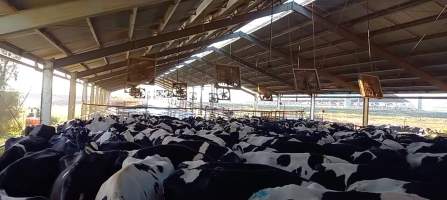 Cows waiting to be milked on intensive dairy farm - The Clymo's (