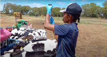 Calves being injected with an unknown medication on an intensive dairy farm - The Clymo's (