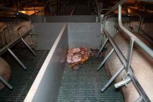 Stillborn piglets in a farrowing crate - Captured at Midland Bacon, Carag Carag VIC Australia.