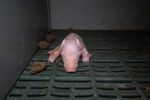 Unwell piglet in a farrowing crate - Captured at Midland Bacon, Carag Carag VIC Australia.