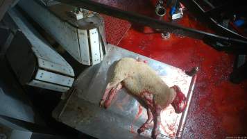 Sheep slaughter - Sheep are stunned with an electric stunner before having their throats slit. Hidden cameras captured dozens of sheep being stunned ineffectively and several attempting to escape into the kill room. - Captured at Gathercole's Wangaratta Abattoir, Wangaratta VIC Australia.