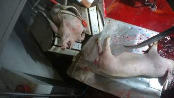 Pig slaughter - Pigs are stunned with a pair of electrified paddles before having their throats slit. Hidden cameras captured pigs screaming in agony while being stunned incorrectly as well as pigs who continued to kick and thrash while their throats were slit. - Captured at Gathercole's Wangaratta Abattoir, Wangaratta VIC Australia.