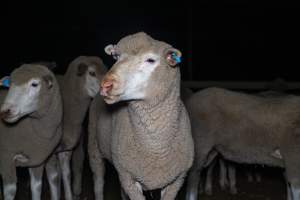 Sheep in holding pen - Captured at Gathercole's Wangaratta Abattoir, Wangaratta VIC Australia.