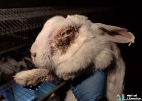 Rabbit farming - Photos captured by Animal Liberation during a 2021 investigation into the farming of rabbits for meat.
https://www.al.org.au/rabbits - Captured at Southern Farmed Rabbits, Kardella VIC Australia.
