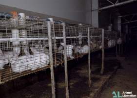 Rabbit farming - Photos captured by Animal Liberation during a 2021 investigation into the farming of rabbits for meat.
https://www.al.org.au/rabbits - Captured at Southern Farmed Rabbits, Kardella VIC Australia.