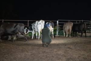 Investigator films cows in the holding pens - Captured at Ralphs Meat Co, Seymour VIC Australia.