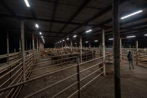 Investigator observes cows in holding pens - Captured at Ralphs Meat Co, Seymour VIC Australia.