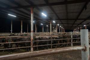 Cows in holding pens - Captured at Ralphs Meat Co, Seymour VIC Australia.